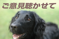 dogのコピー.jpg